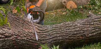 Best Lawn Watering Services  in Hunters Creek, FL